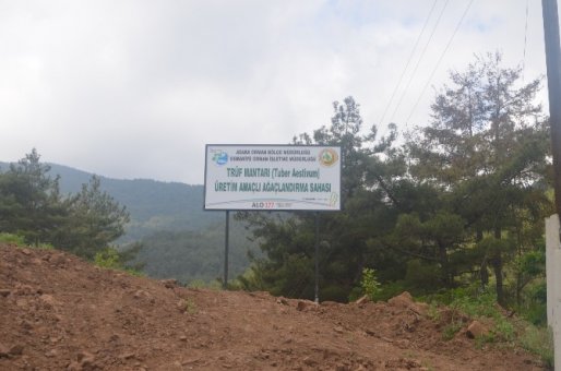 Köylüye Yeni Gelir Kapısı Trüf Üretim Ormanı
