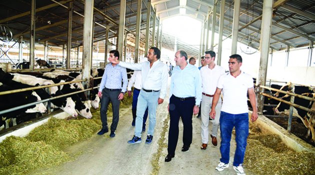 Kozan’da süt hayvancılığı gelişiyor