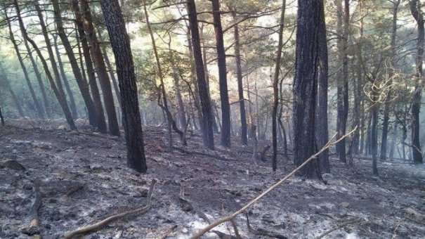 Kozan’daki orman yangını kontrol altına alındı