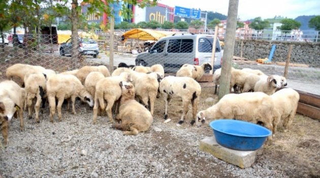 Küçükbaş hayvan sayısı Doğu Karadeniz’de arttı