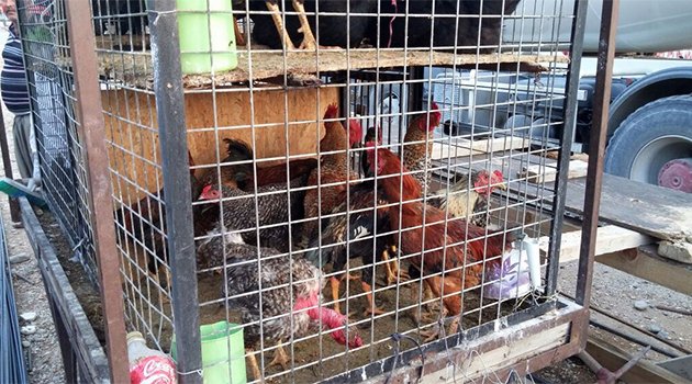 Kümesten horoz ve tavuk çalan hırsızlar yakalandı