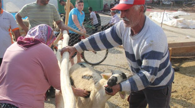 Kurbanlık koçlarına kına yaktı