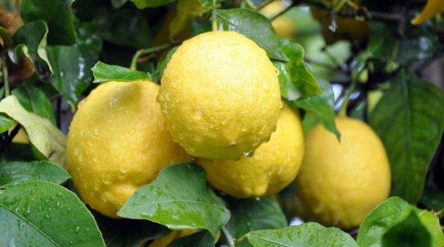 Limon 4 aydır yerinde sayıyor