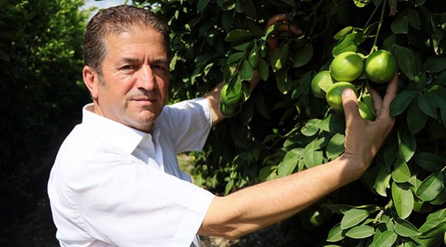 Limon bahçede 1, pazarda 6 TL