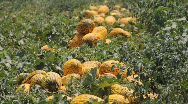 Markette kilosu 2 TL’den satılan kavun tarlada 20 kuruş