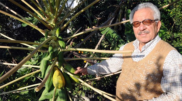 Meraklı çiftçi bahçesinde papaya yetiştirdi