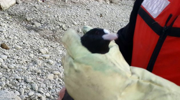 Misinaya takılan martıyı CANKUR kurtardı