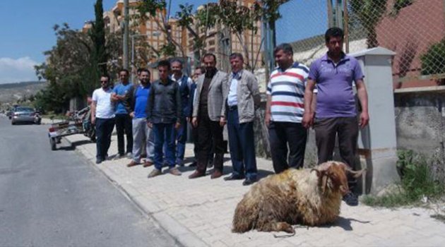 Müdürün gidişini kurban keserek kutladılar