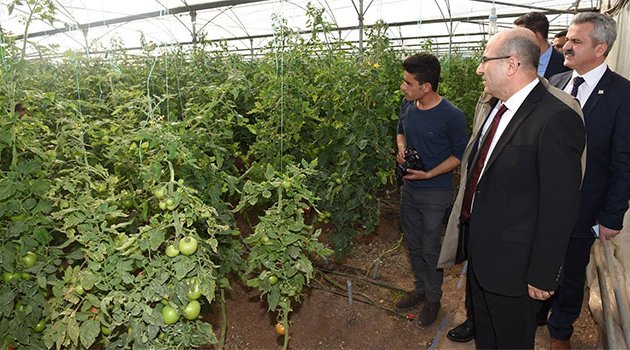 Mülteciler serada sebze yetiştiriyor