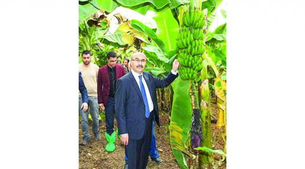 Muz üreticiliğinde Adana Anamur’a alternatif oluyor