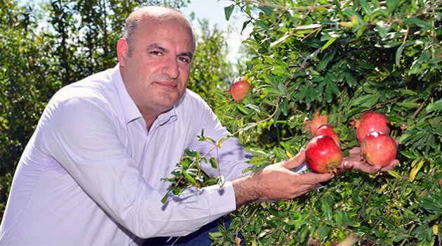 Nar üretimi ikiye katlandı