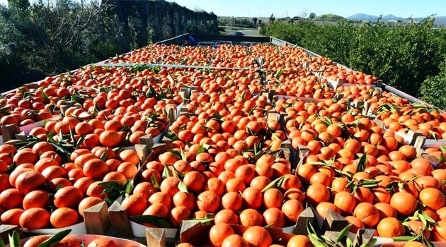 Narenciyenin kurtuluşu uzun hasatta