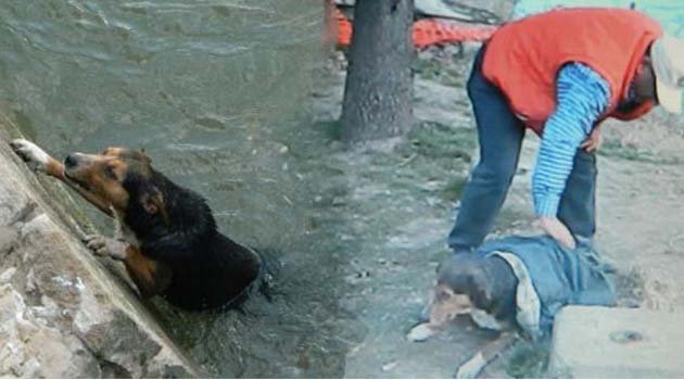 Nehirden çıkan köpeğin üzerine ceketini örttü