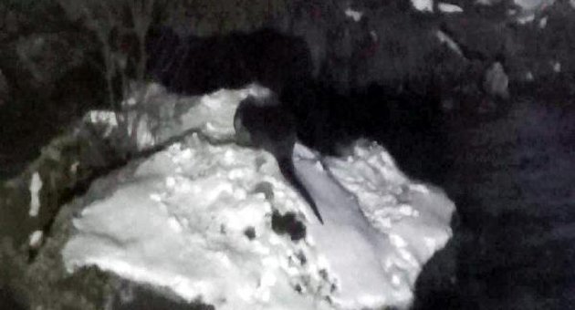 Nesli tükenmekte olan su samuru Munzur'da görüntülendi