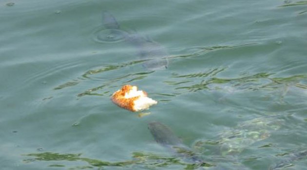 O dereye balıklar geri döndü