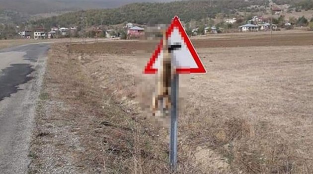 Öldürüp trafik levhasına astılar