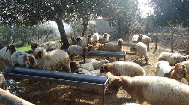 Orman ve Su İşleri Bakanlığı’ndan orman köylülerine dev destek