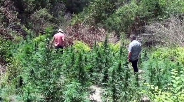 Ormana kenevir ekip, kapanlı tuzak kurdular
