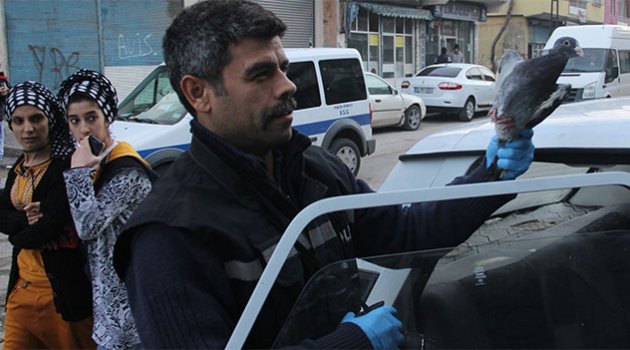 Otomobil çalıp güvercin gasp ettiler