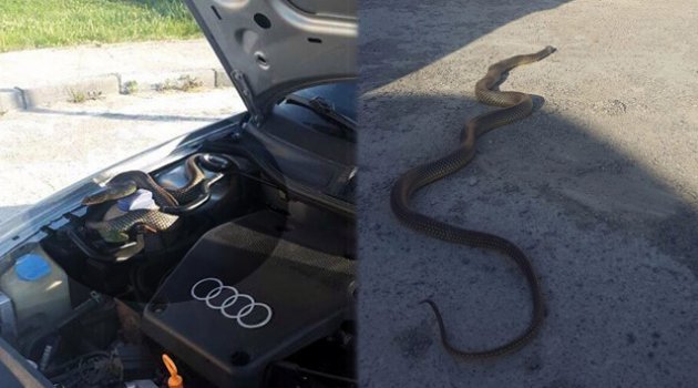 Otomobilin motor kısmından yaklaşık 3 metre yılan çıktı