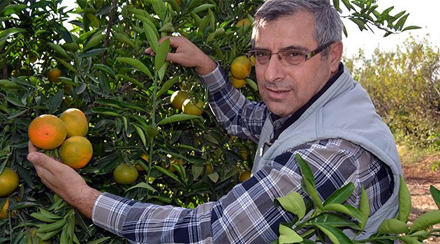 Ukrayna'dan iade edilen narenciyede yeni zararlı şüphesi
