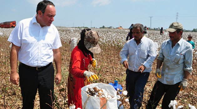 ‘Pamuk ekim alanı   8 yılda 44.76 azaldı’