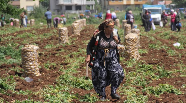 Patates 5 liraya çıktı, vatandaş tarlalara koşup başak topladı