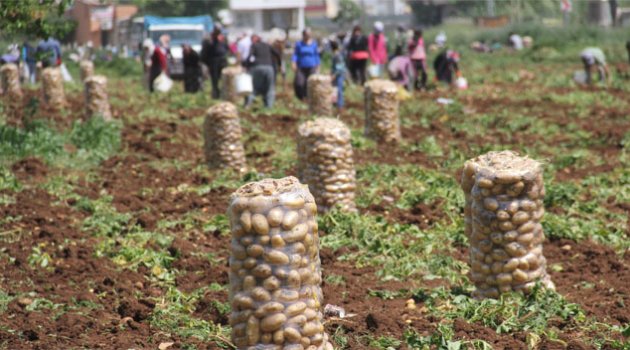 Patates tarlada 1 lira 70 kuruş pazarda 5 liraya satılıyor