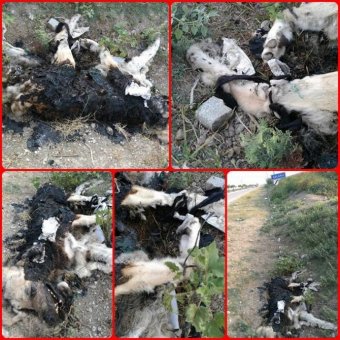 Patileri Bağlanarak Yakılmış Köpek Cesedi Bulundu