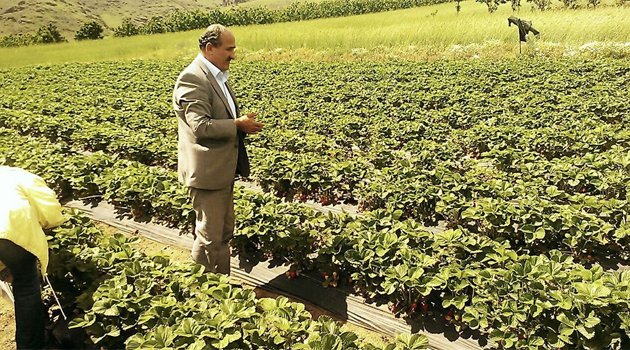 Pozantı, çilekte marka olacak