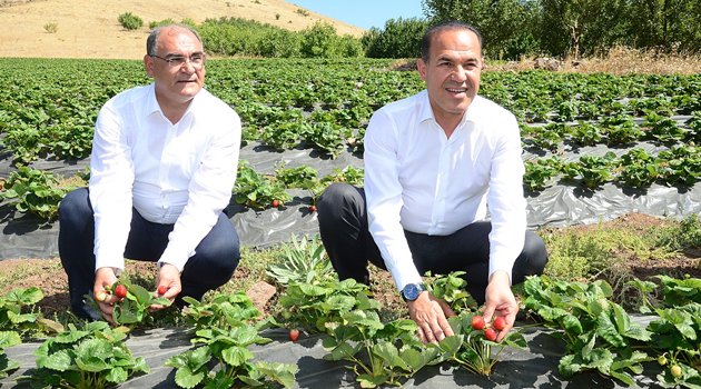 Pozantı’da çilek hasadı