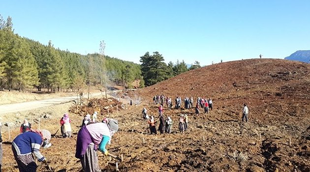 Pozantı’da endüstriyel ağaçlandırma çalışmaları