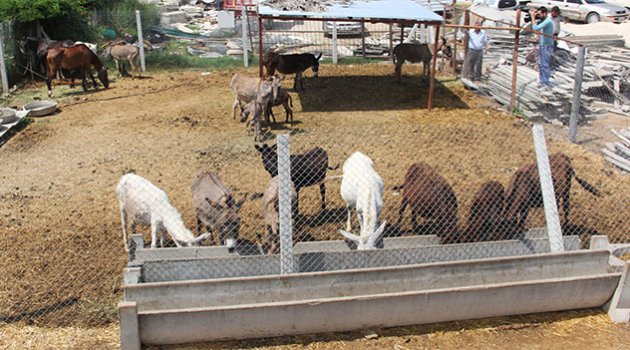 Ramazan öncesi büyük rezalet Testereli at ve eşek kasapları
