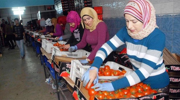 Rus uçağının düşürülmesi, domatesi vurdu