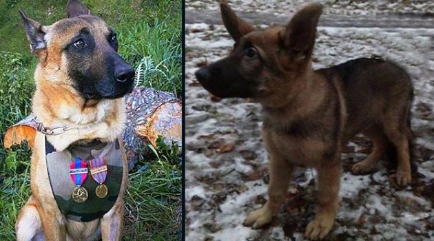 Rusya’dan Fransa’ya polis köpeği