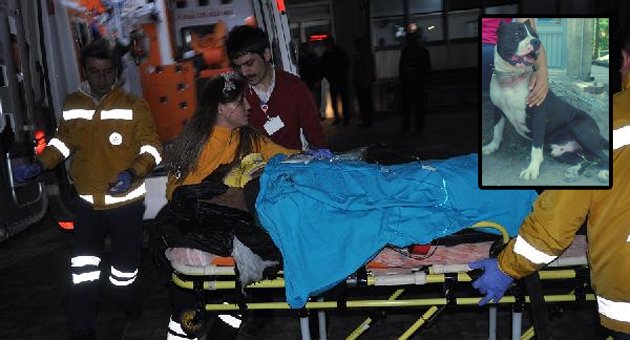 Sahibiyle kavga edenlere saldıran Pitbull'u polis vurdu