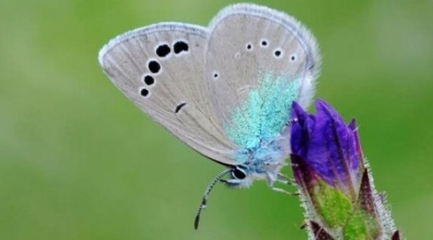“Saimbeyli Mavisi” tehdit altında