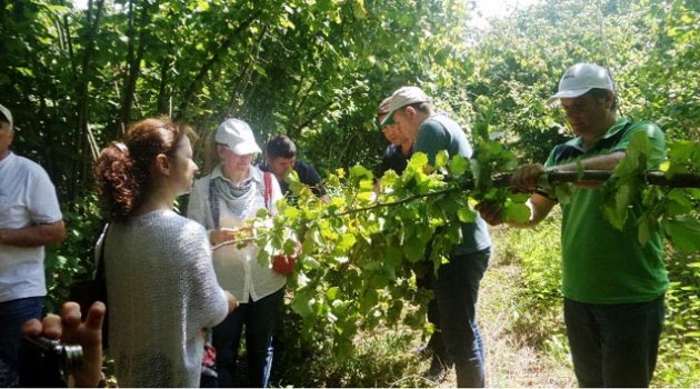 Samsun’un fındık rekoltesinde düşüş