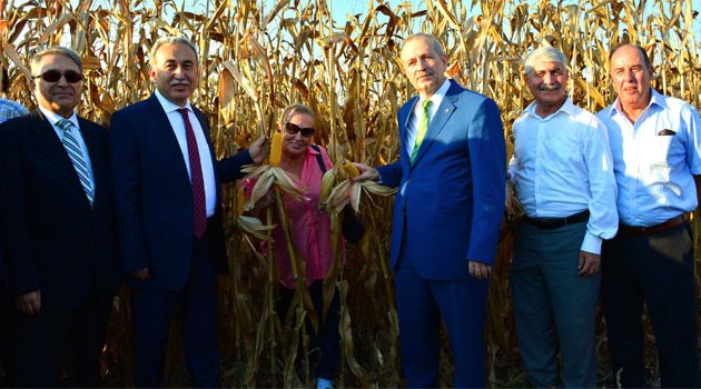 “Sarı Altın”a hasat şenliği