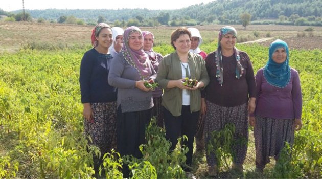 Sarı, biber hasadına katıldı