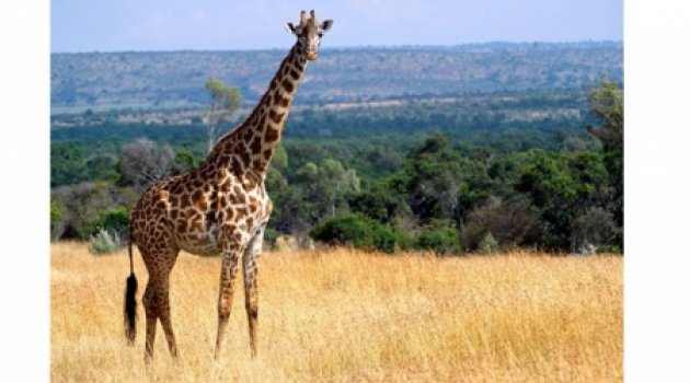 Sessizce nesilleri tükeniyor