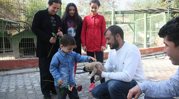 Sevgililer Günü’nde, sokak hayvanı sahiplendiler
