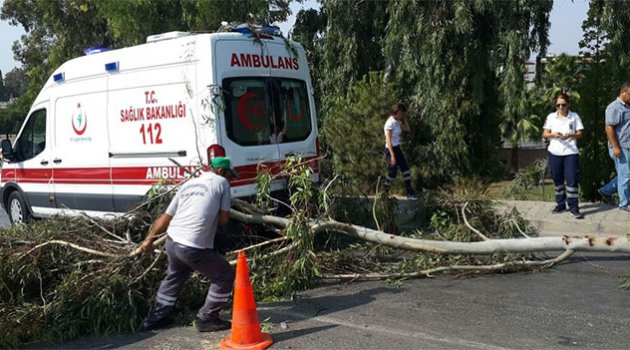 Şiddet gören kadını taşıyan ambulansın üzerine ağaç devrildi