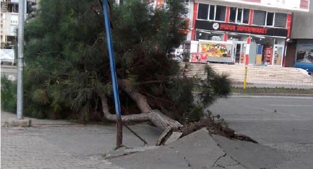 Şiddetli rüzgar ağaçları devirdi