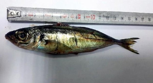 "Şifa olsun" diye yuttuğu 16 cm boyundaki canlı istavrit öldürüyordu