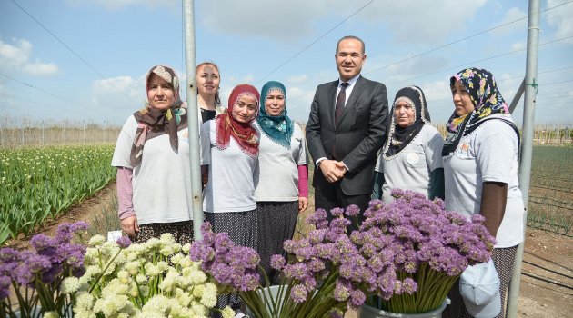 Şimdi hasat zamanı
