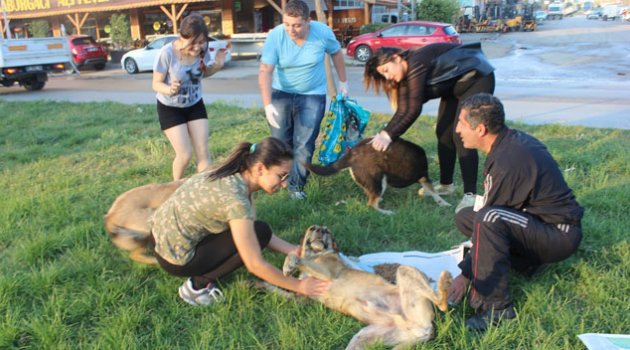 Sokak hayvanını besleyip tedavi ettiler