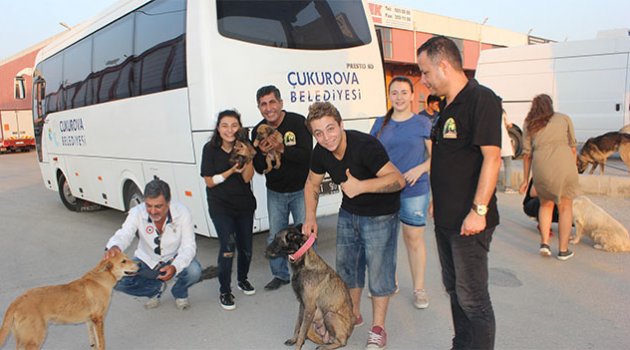 Sokak hayvanları için sahadalar