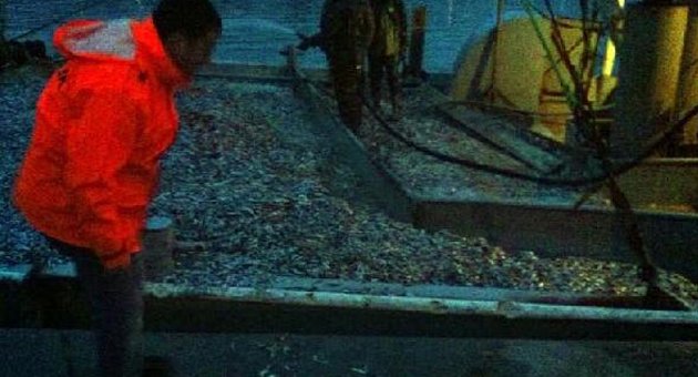 Standardına uymayan 81 ton hamsiye el konuldu
