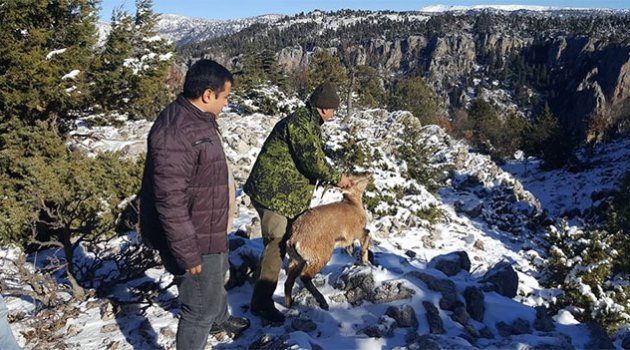 Su arkında bulunan yaban keçisi doğaya salındı